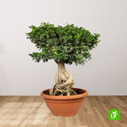 Ginseng Ficus Bonsai Large Size 2.5Kg